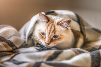 Authentische Portrait-, Familien- und Tierfotografie in Chemnitz, Konstanz, Würzburg und Sachsen – natürliche Momente und emotionale Bilder, die für immer bleiben.