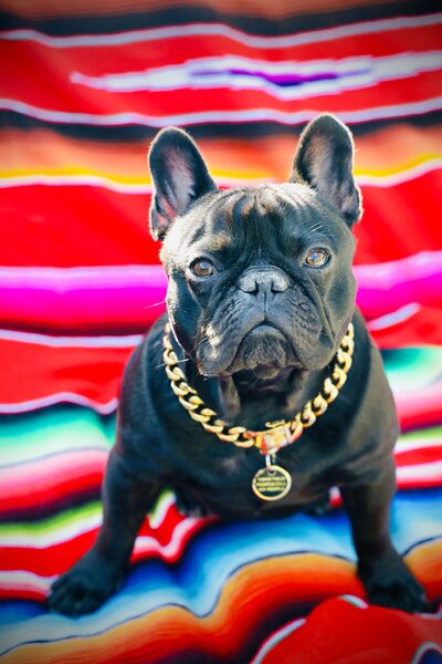 KS Gray Photography Newport Beach black French bulldog
