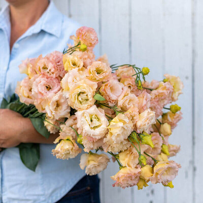 Lisianthus is grown in a wide palette of colors on California's Central Coast.