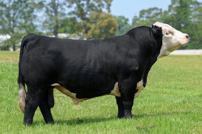 Black Hereford herd bull One Night Stand 