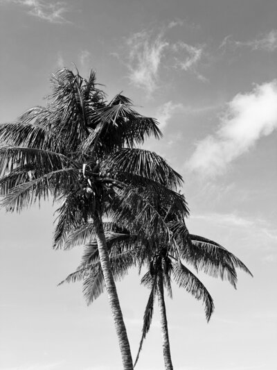 Palm Trees in Black and White - photo by AMALYN STYLE + SOCIAL 