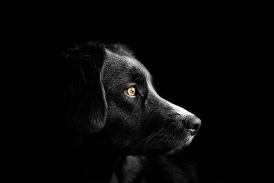 Canine Rehab helps dogs feel their best