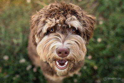 Apricot Australian Labradoodle Poppy