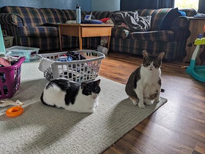 Two cats on a couch