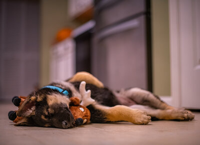 A sleepy german shepherd is taking a nap on top of her toy during an at home photo session. Work by Duluth-based pet photographer Joanna of Paddle Paws Photography.