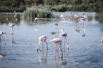 Numerous flamingos eating with their heads in the water