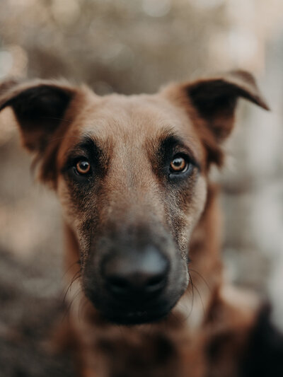 And adorable might stare directly into the camera at my level with her ears, perked and her black painted nose looks elongated almost like she's smiling.