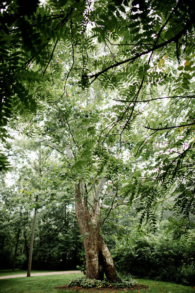 Large sycamore tree surrounded by green lawn in a serene outdoor setting