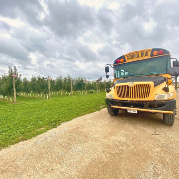 A yellow school bus parked out front of the rows of apple trees at Applebottom Orchards.