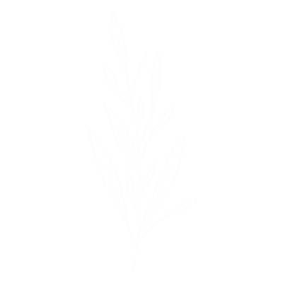 white leaf sketch
