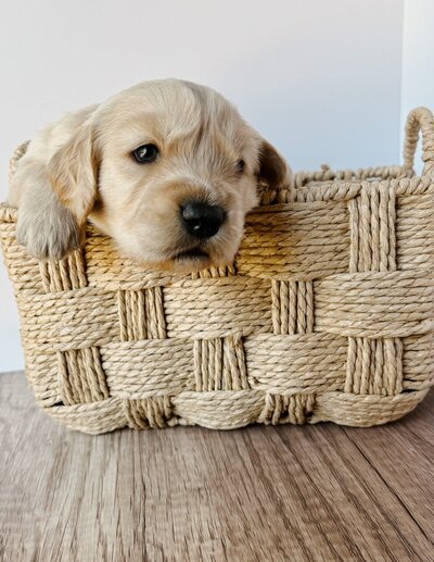 small golden retriever at LRR in Santa Barbara CA