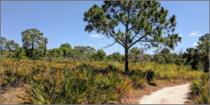 BOYD HILL PRESERVE