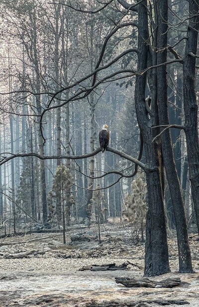 Eagle perched on a tree branch after wildfire