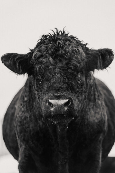 trochu-central-alberta-black-white-bull-western-lifestyle-photographer-0001 (1)