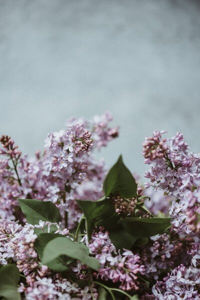 Beautiful bouquet of purple lilacs
