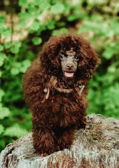SPARKY Heavenly Puppies to Love Toy Poodle Sire