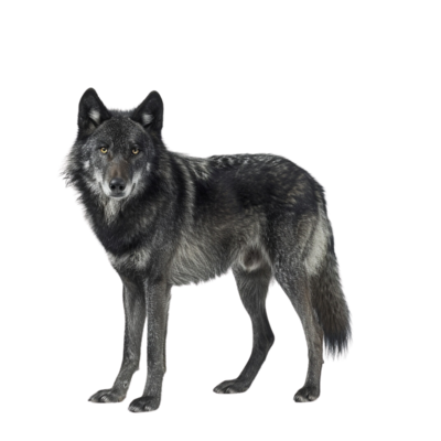 Strong Wolf in Brave Star Template Symbolizing Leadership and Loyalty