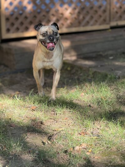 Hazel (4)