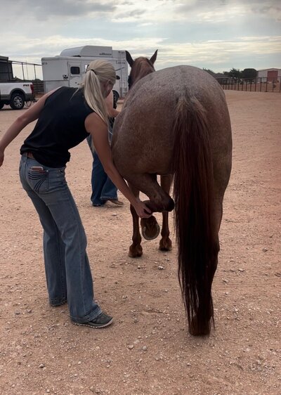 Taylor King, DVM of Royalty Vet overlooking a horse and it's injuries.