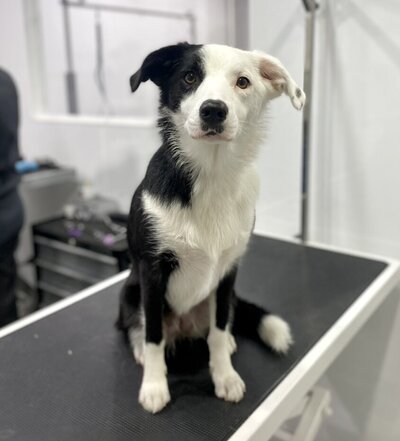 Dog Grooming Auckland Pet Groomer North Shore Boutique Dog Grooming