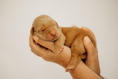 Puppy Litter Image 3