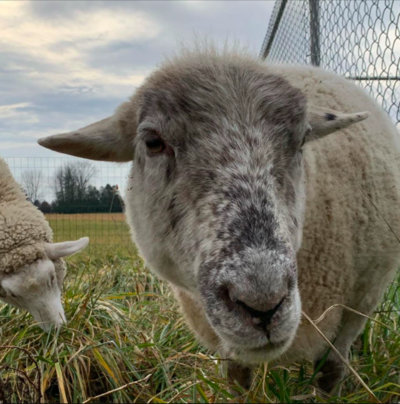 Screenshot 2019-12-04 17.33.43