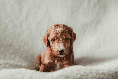 Red and Apricot Abstract Poodle-3