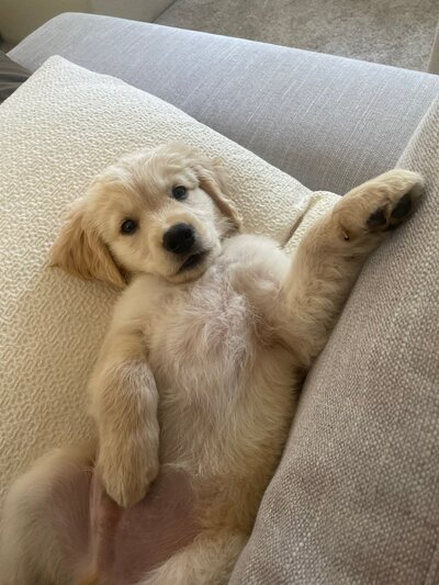 Mini  Golden Retriever Puppy Sleeping at Little Retriever Ranch in Santa Barbara CA