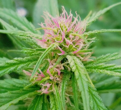 A cannabis flower, representing the Oregon cannabis law offerings of attorney Cassie Peters
