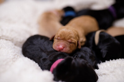 Puppy Litter Image 3