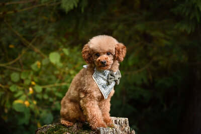 Heavenly Puppies to Love Cavapoo, Cockapoo, and Maltipoo Puppies Photo Sep 25 2025, 1 24 36 PM39