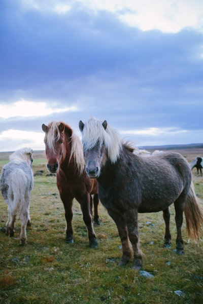 TianaSimpsonPhotography-Iceland-025