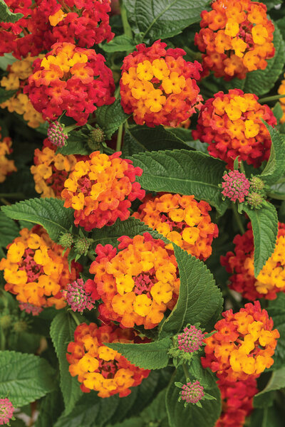 lantana_luscious_citrus_blend_improved