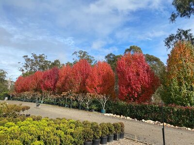 ORNAMENTAL PEAR 'BRADFORD' Pyrus calleryana