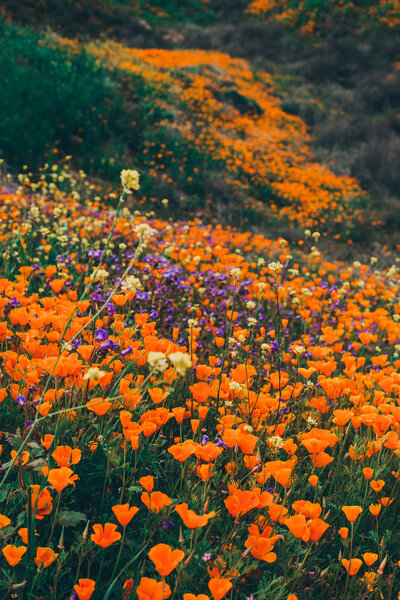 Super Bloom Southern California