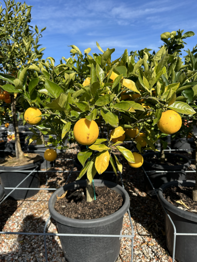 VALENCIA ORANGE TREE Citrus Sinensis 'Valencia'