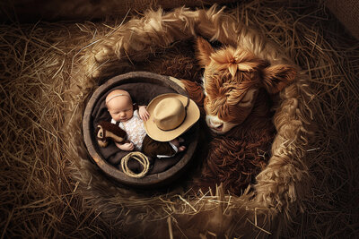 Newborn baby in cowboy outfit with a hat and toy horse, cuddled next to a Highland calf for a rustic western newborn pictures session by a Dallas Newborn Photographer.