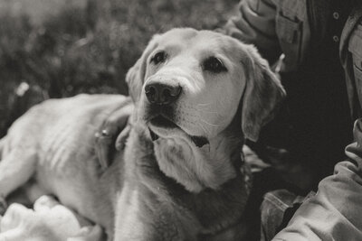 photo of dog