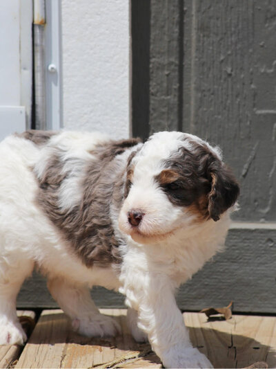 merle bernedoodle puppies for sale