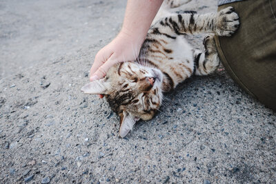 Michelle-Marie Gilkeson's  hand reaching down to scratch a very content  orange, black, and white cat