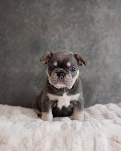 Available Fluffy French Bulldog