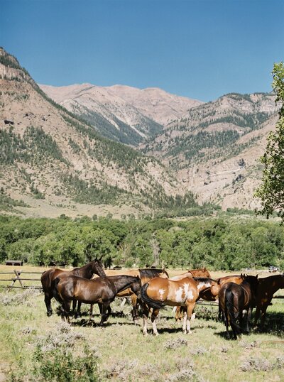 Horses in field in Wyoming.