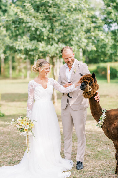 Wedding photos with Alpacas