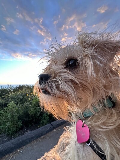 Close-up of Gabi the schnoodle looking thoughtfully to the side, embodying calm, curiosity, and loyal presence