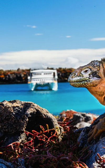 A close-up of a marine iguana resting near a yacht in vibrant blue waters, capturing the rich biodiversity of the islands.