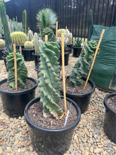 SPIRALIS CACTUS Cereus Forbesii Spiralis