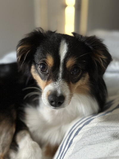 Black, white, and brown dog with attentive eyes lying on a bed with striped sheets represents the mascot of an agency offering branding and web design for female entrepreneurs.