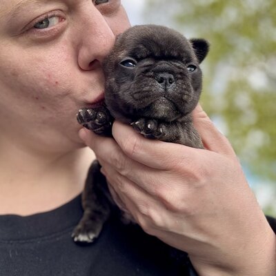 Socialized French Bulldog puppy raised by LMN Bulldogs in Canada