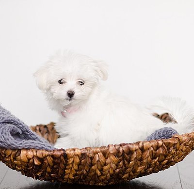 Maltese puppy in a basket