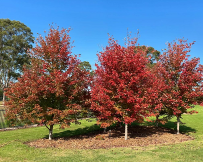 LIPSTICK MAPLE - 'OCTOBER GLORY' Acer rubrum